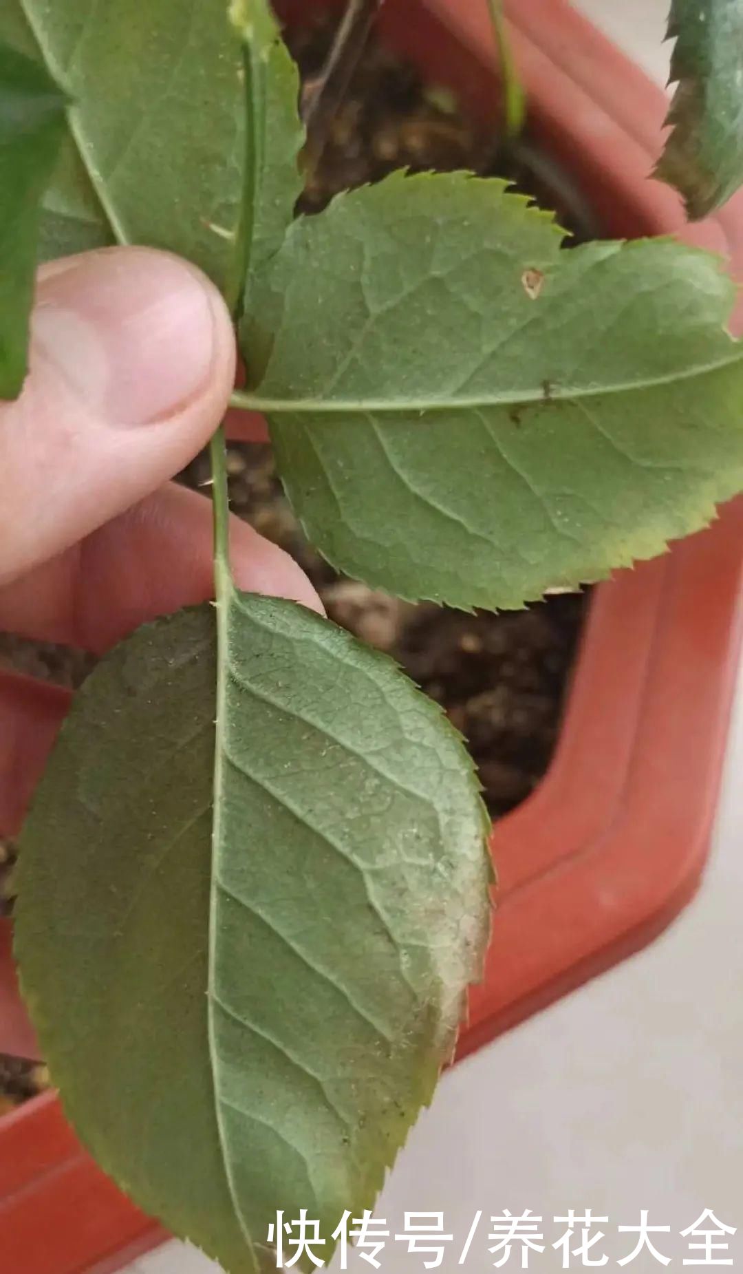 月季|8种花，现在快施肥，秋天开出满树花