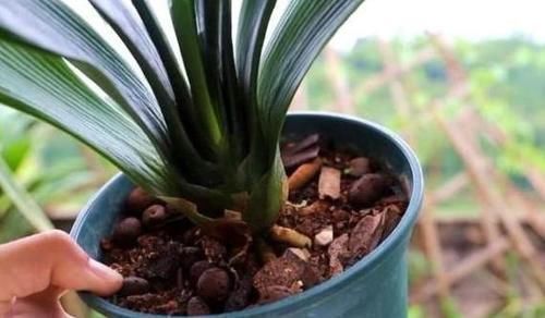 丝瓜络丝瓜络|养花烂根不是大问题!土里埋点它,根须刷刷长满盆,越来越壮实