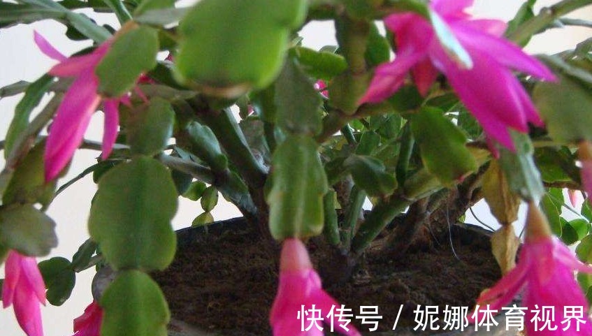 正在开花的蟹爪兰,就怕做错4件事,容易叶片耷拉,掉花苞