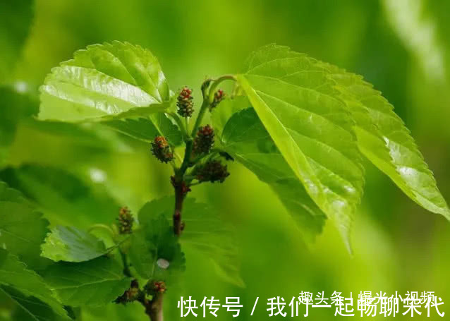 高血糖|高血糖患者的“福音”来了，每天常吃一点，帮你“赶走”糖尿病！