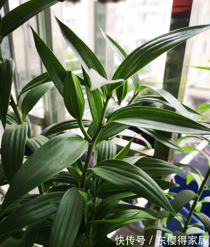 残花|百合花开完后这样“处理”,简单又方便,来年接着开花,更漂亮