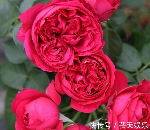 超级耐热月季花,花形硕大艳红,暴晒更艳更旺盛,四季开花易爆盆