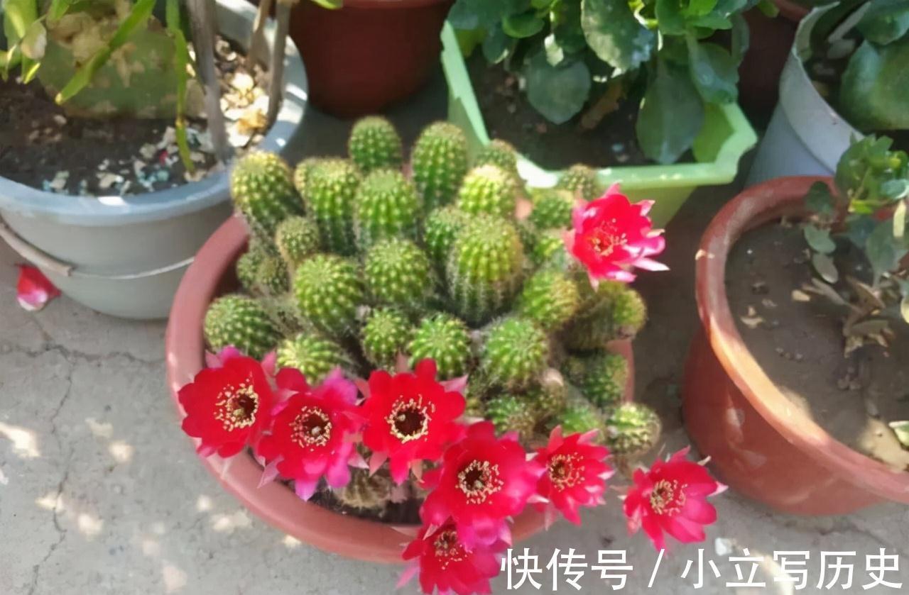 天冷了,15种漂亮花喜欢“大太阳”,多晒长得壮,花更多