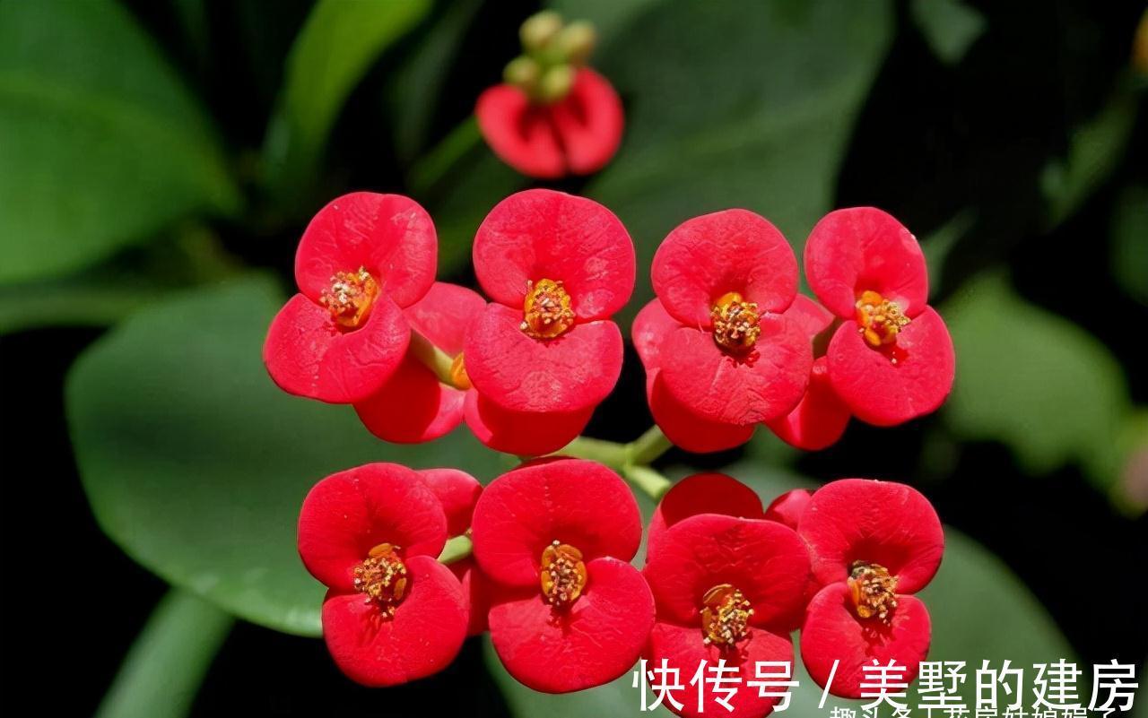 这6种花就得“懒养”,要“多光照、多通风、少浇水”,才长得旺