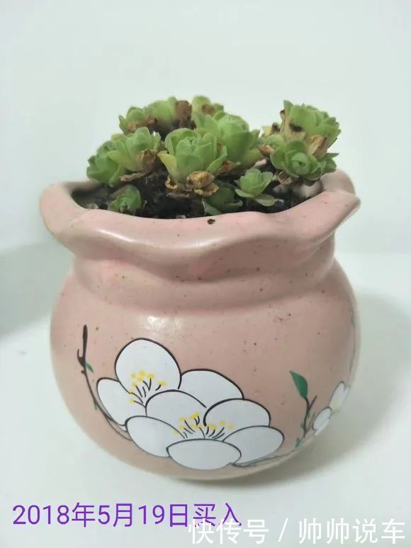 外出1个月没人管,回家发现多肉反而爆了盆,太强悍!