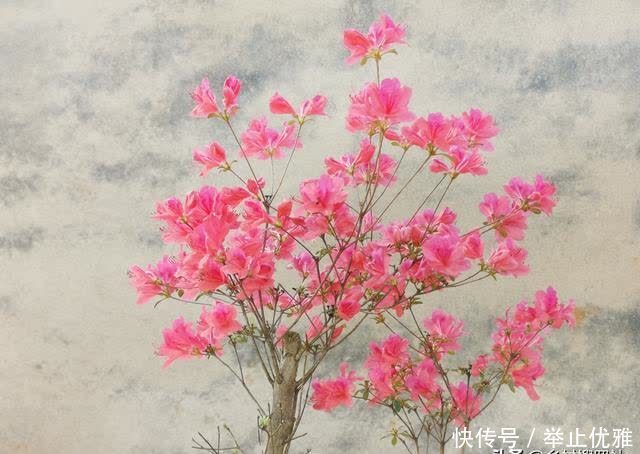 映山红是怎么种植的?掌握这些技巧,40天能生根,90天可成活