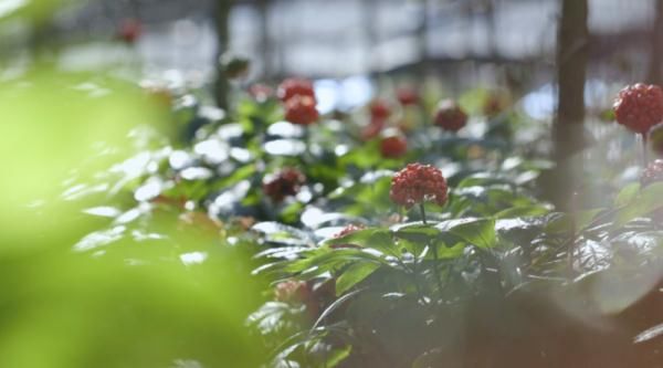 北回归线|文山三七宣传片——《时光里的三七》