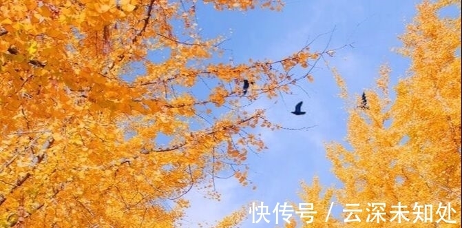 词曲$两首清丽的秋怀词曲,诗意悠然,余韵袅袅