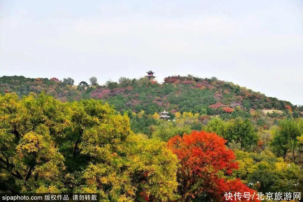 今日寒露 | 登高赏叶，望尽京城金秋好景