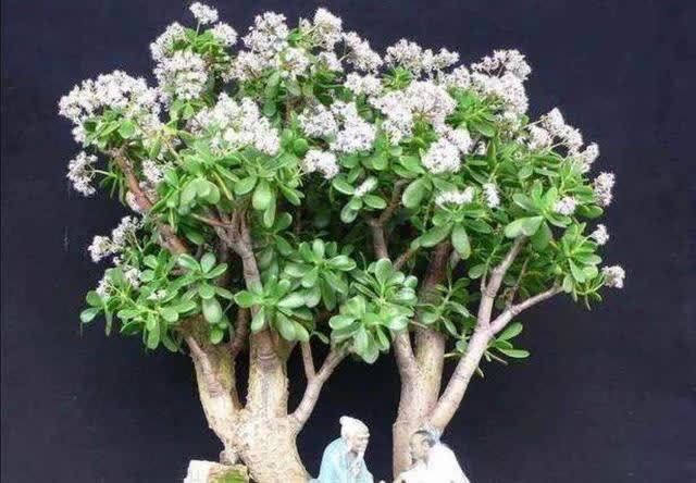 君子兰|发现5种“寿星花”,适合老人养,寓意好、颜值高,越养越值钱