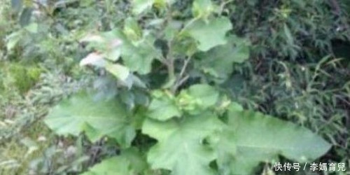 胆酸盐|女性抗衰先排毒,多吃以下食物,可有效滋润皮肤,有效美白护肤