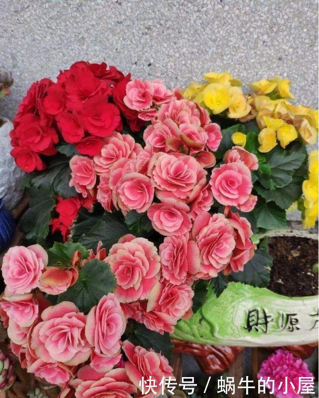 9种花不用花钱买,掐根枝条插土里,2周即可生根,好养易成活