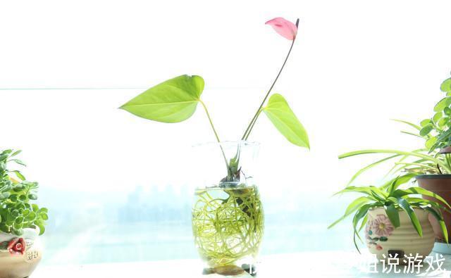 3种方式自制养花生根剂,环保、有效,而且简单易学