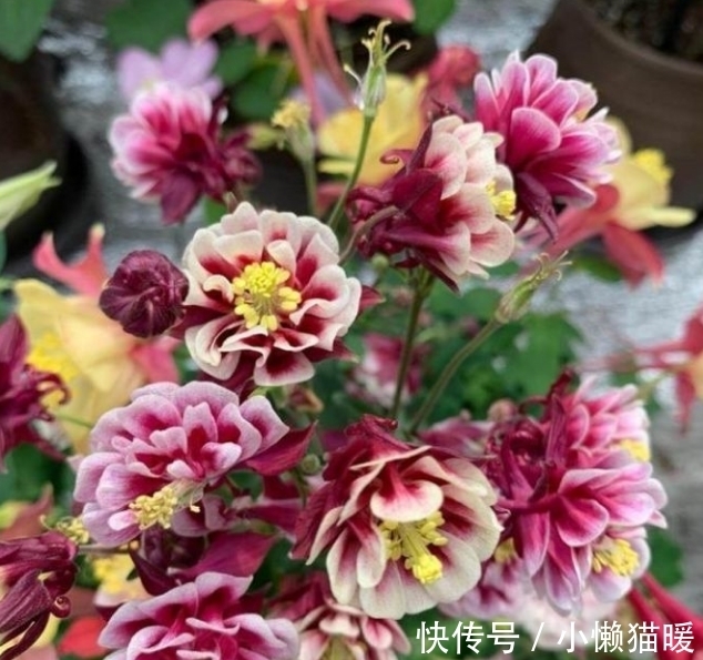 夏天|夏天养花,不妨养这3款花,一盆千百朵,枝头花苞满