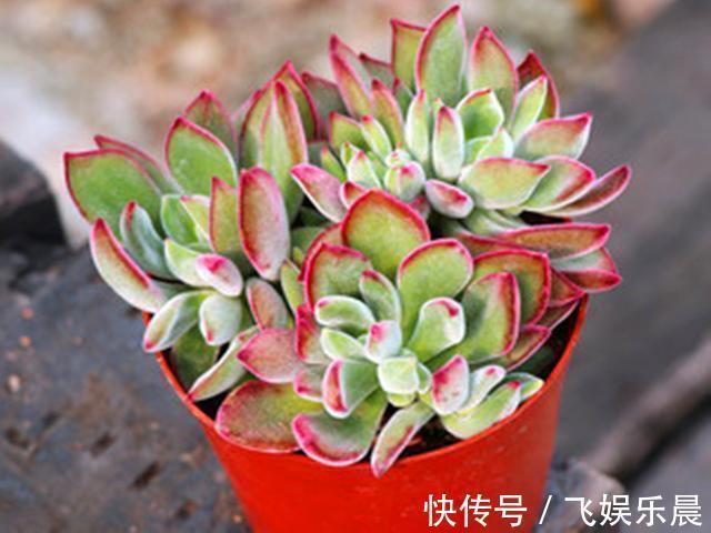 叶片|多肉锦晃星产生病害的3个原因,解决起来不难,室内养护更好