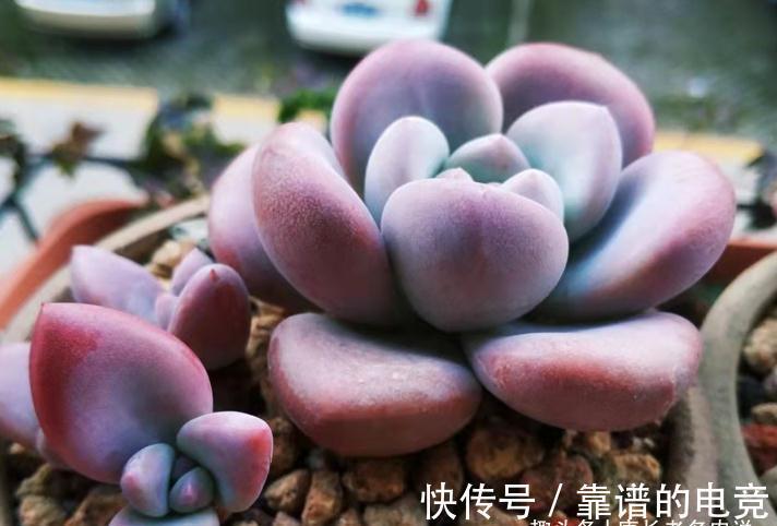 多肉奥普琳娜和娜娜小勾风格不同,一个以胖取胜,一个则娇俏可爱