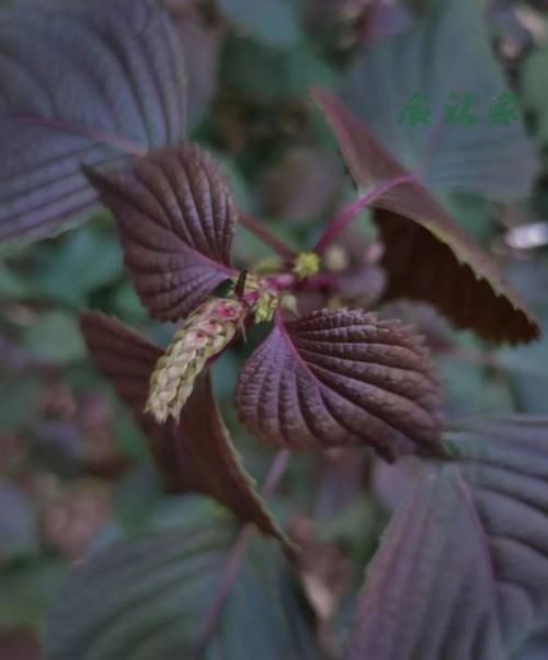 功效|用对紫苏，不仅散寒，还有意想不到的功效