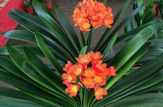 休眠期|养君子兰做3点,把它埋盆里,叶油绿,花箭抽不停