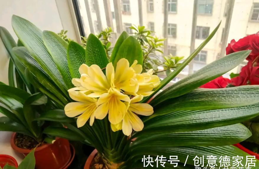 10月养君子兰,“6要素”要合理,适当冻一冻,整齐挺拔开花美