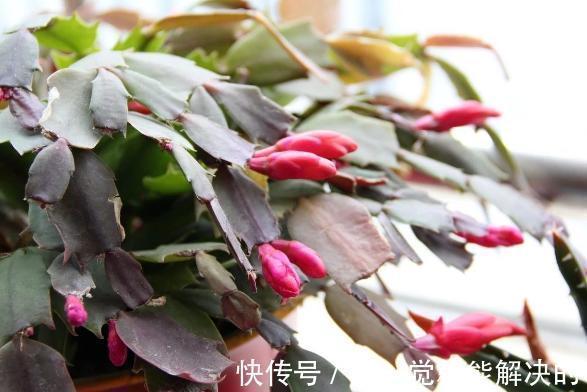 蟹爪兰只长了几个花苞,该怎么养爆盆调整4点,呼啦啦开不停