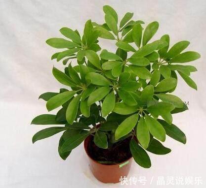 冬天关门关窗，室内空气太差了，养几盆这个花，空气清新不生病