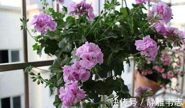 天竺葵|这3种花,冬天不怕冷,夏天不怕热,一年四季有花看!