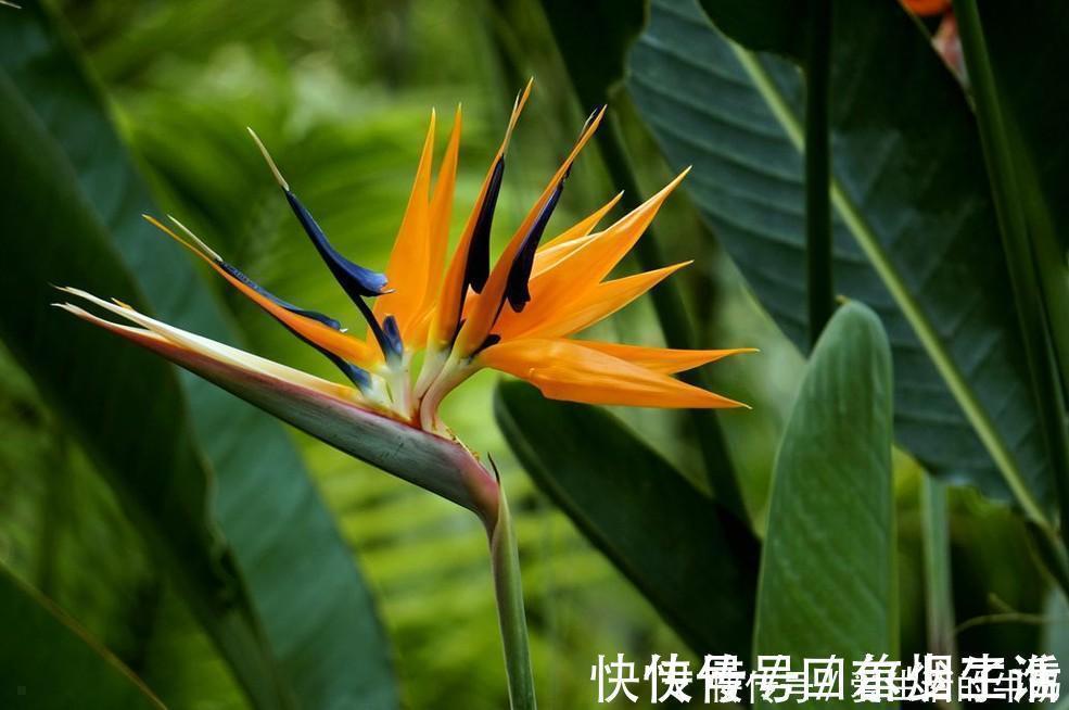 别信卧室养绿植除甲醛，还有这些花一定不要养，否则只有后悔