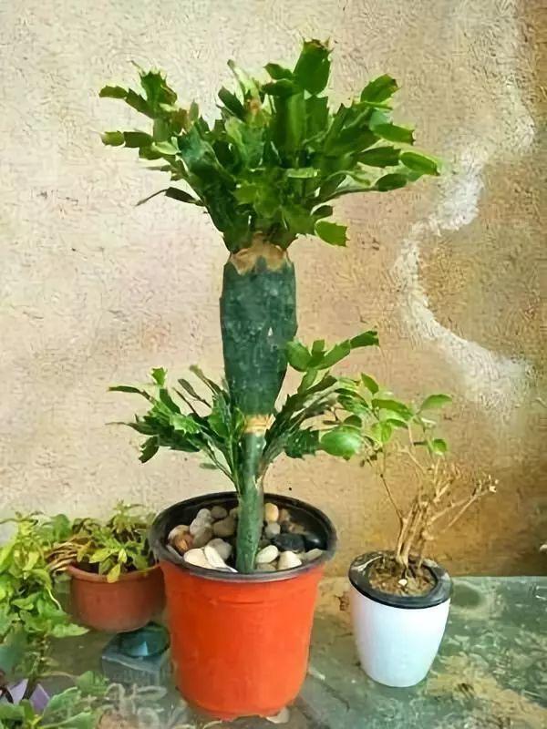 嫁接|仙人掌如何嫁接蟹爪兰教你3个嫁接小妙招,方法对了,开花多3倍