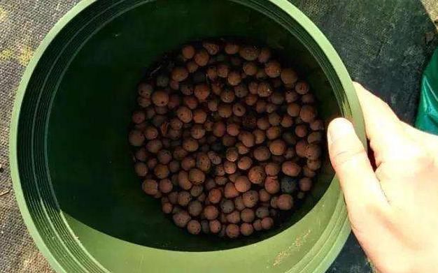 常见的“5粒小丸子”，倒一点在盆里，花卉都喜欢，疯狂长爆盆