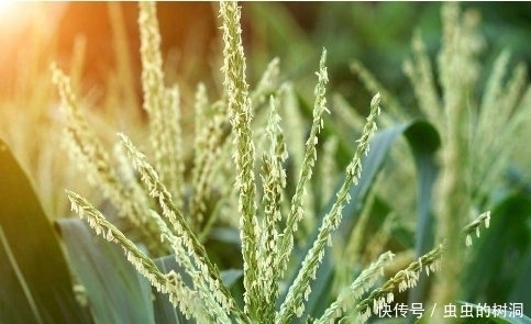 玉米|玉米大家都熟悉,但玉米花却不重视,其实它是一种“天然抗生素”