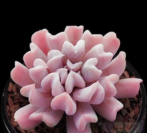 4种多肉，容易繁殖，一盆变多盆，下个“养肉大户”就是你