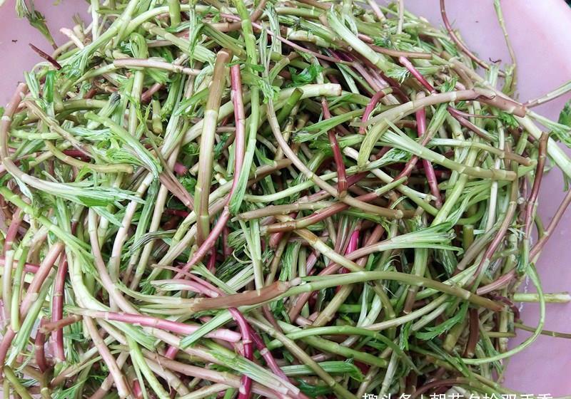 泥蒿|农村一种常见野菜,人称“泥蒿”,是一种上好的野菜