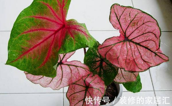 彩叶凤梨|养花试试这几款,叶片上的天然纹饰,可美化环境,清新养眼又健康
