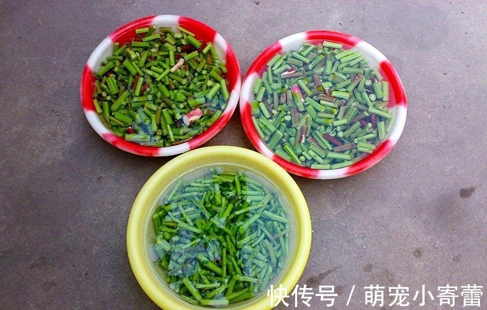 口感|这种菜老了也能吃,很多人砍回去做腌菜,口感似果冻,下饭是一绝