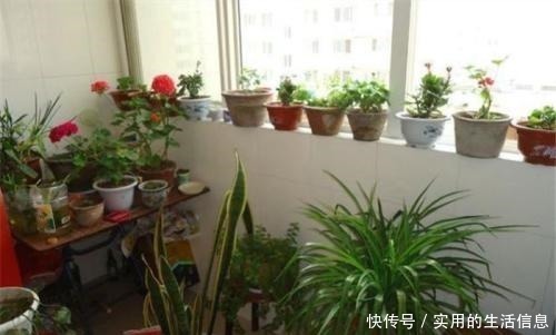 这2种“垃圾”别扔了,用它们来浇花,盆栽都快长疯了!