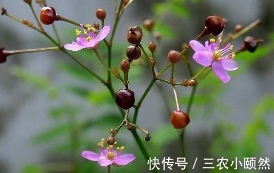 栌兰|农村被称为“土人参”的野草,曾当野菜来食用,殊不知还能入药