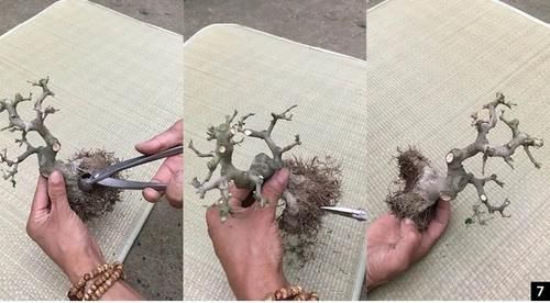 双干式盆景不一定要连体，两株对节白蜡即能成双杆，要不试试？