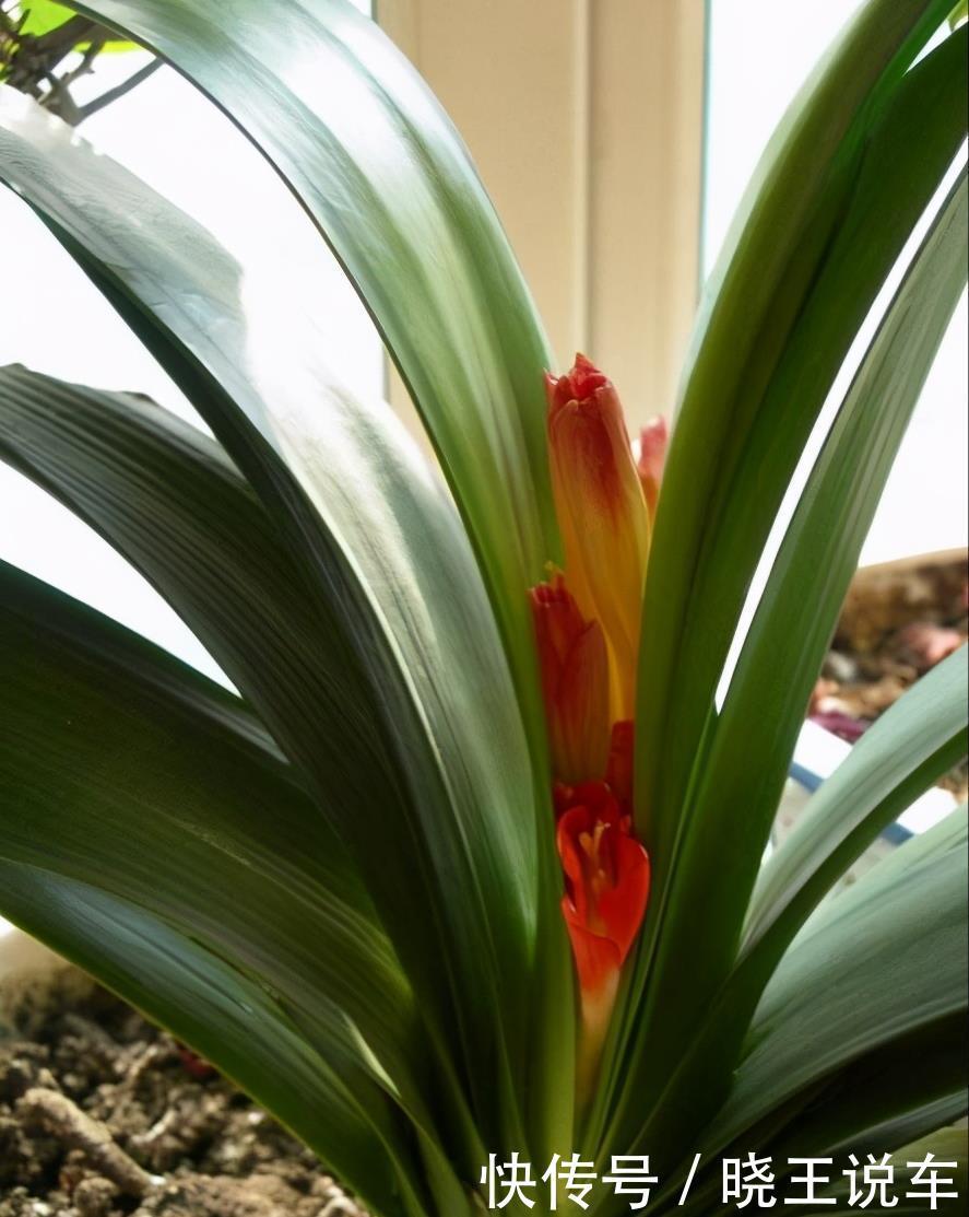 君子兰“夹住了”?3个“五花大绑”法,花箭挺拔,蹭蹭窜满花