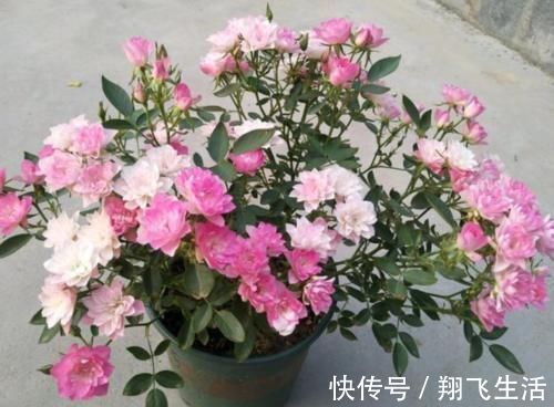 养护|家里就养4种花,漂亮花期长,一年四季开不停,养护简单又漂亮!
