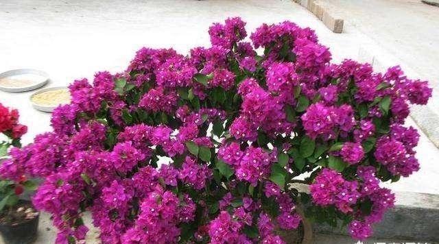 三角梅落叶“光溜溜”,2招“大营救”起死回生,枝上满满都是花