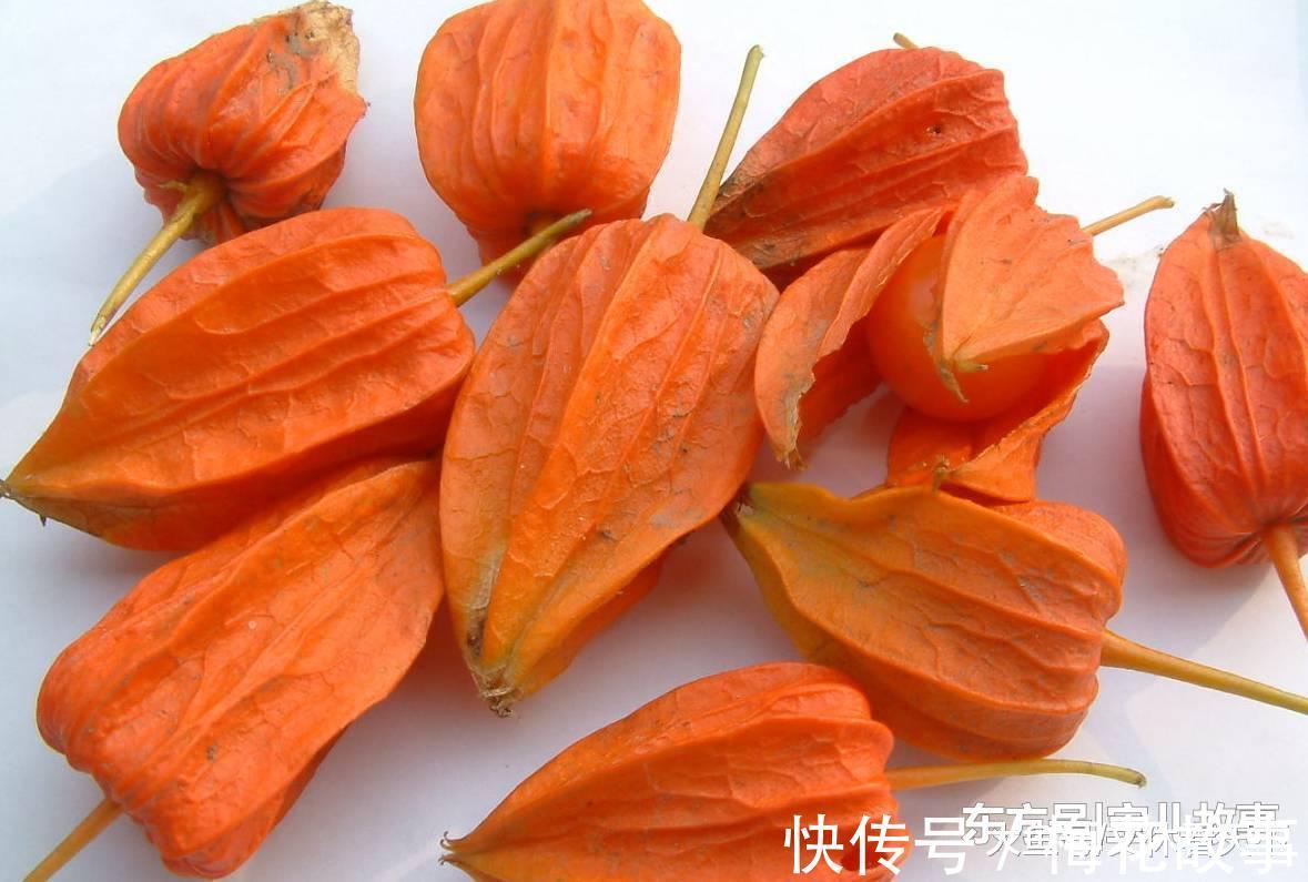 戈力|有一个“姑娘”, 全身都是宝, 不知道你认不认识她