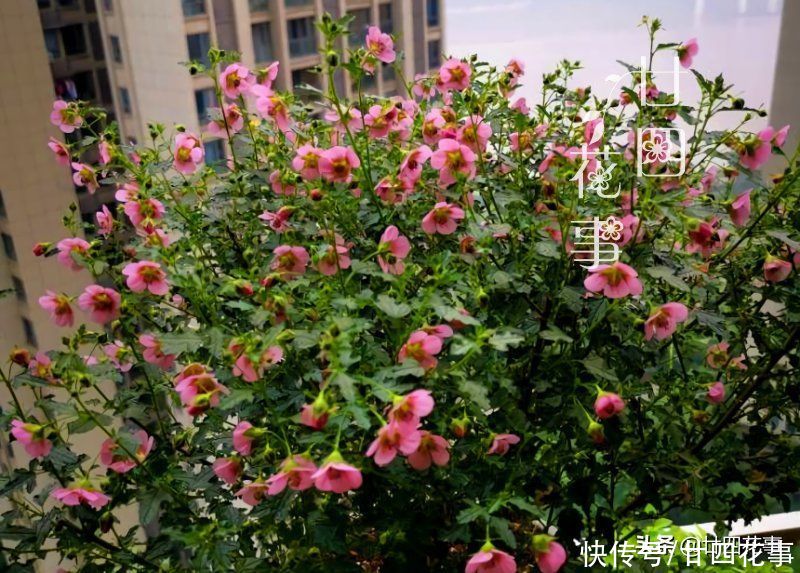 太阳花|懂花的人,喜欢在夏天养10种花,有香有色,越热长得越欢实