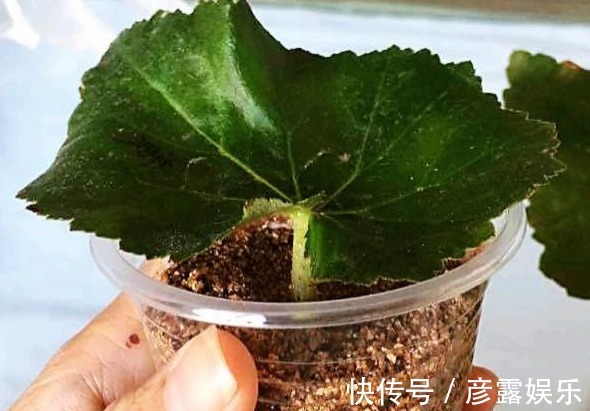 浇水|此种花真奇特,剪片叶子“插”土里就疯长,想养10盆都可以