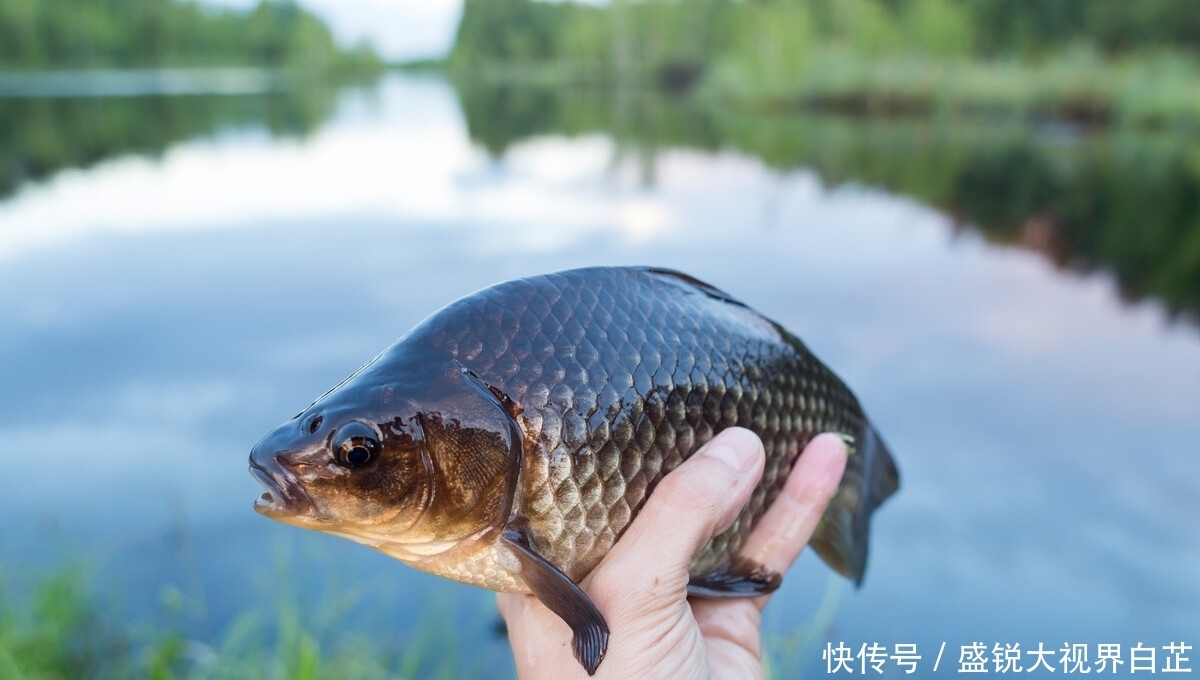 钓鲫鱼时怎么打窝才能事半功倍?