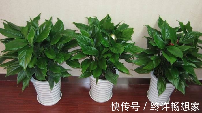 最疯植物就属它，半月从巴掌大猛窜到阳台放不下，只能狠心砍一半