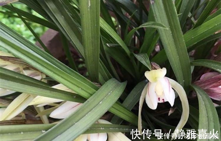 催花水|兰花爱喝这种“催花水”，什么淘米水、过期药都不如它，简单实用