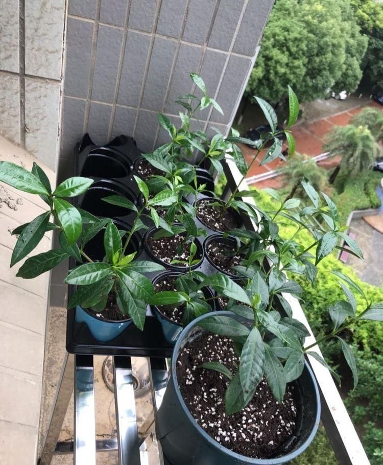 叶子|天冷这样养栀子花,叶子照样油绿,花期绽放芳香迷人的花朵