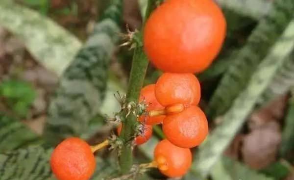 虎皮兰这样养，变成“大壮汉”，开花却“仙气十足”，结满相思豆