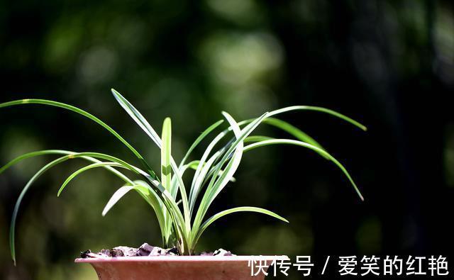 兰苗|兰花弱苗复壮,仅仅是施肥吗?主要的技巧有这几点