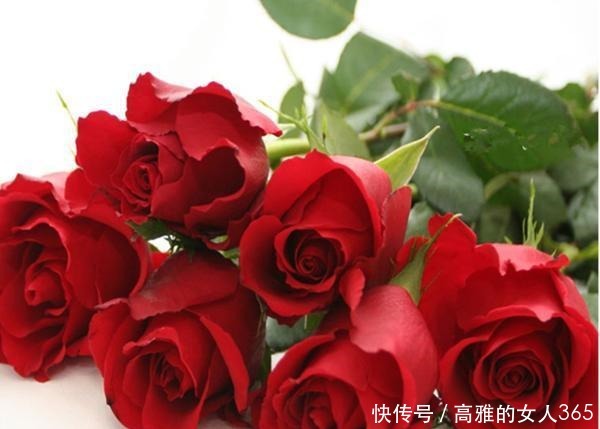 50种植物花语,不要再傻傻送错花了